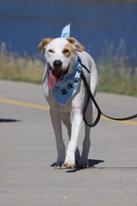 2010 08 21 at 10 43 49 200x300 K9 Cancer Walk in San Marcos