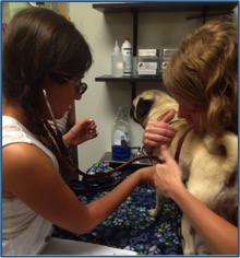 Advanced Veterinary Care of San Elijo