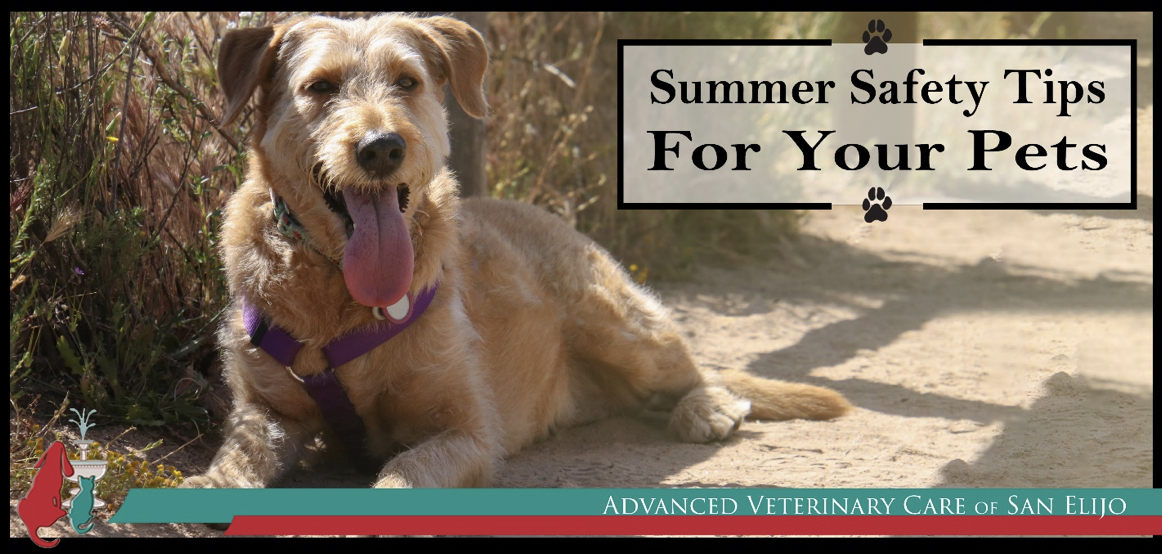 Help Your Pet Stay Safe in the Summer Heat